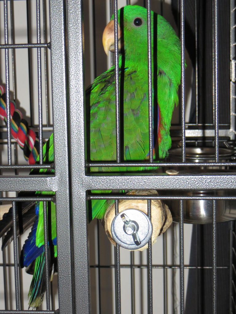 Eclectus roratus (Edel) IMG_1173_zps3qlzl7qk