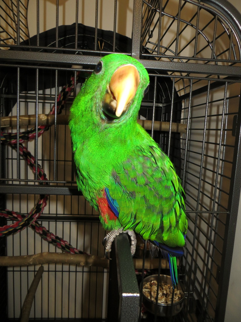 Eclectus roratus (Edel) IMG_1362_zpstjuysl9d