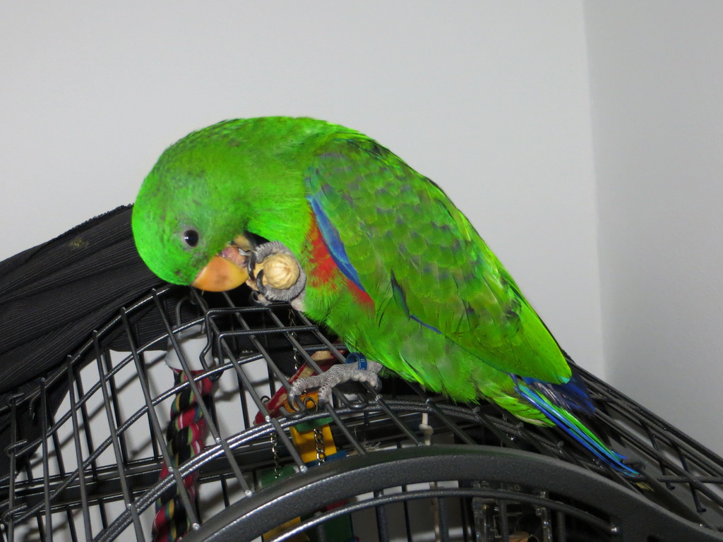 Eclectus roratus (Edel) IMG_1613_zps0ogg8wgh