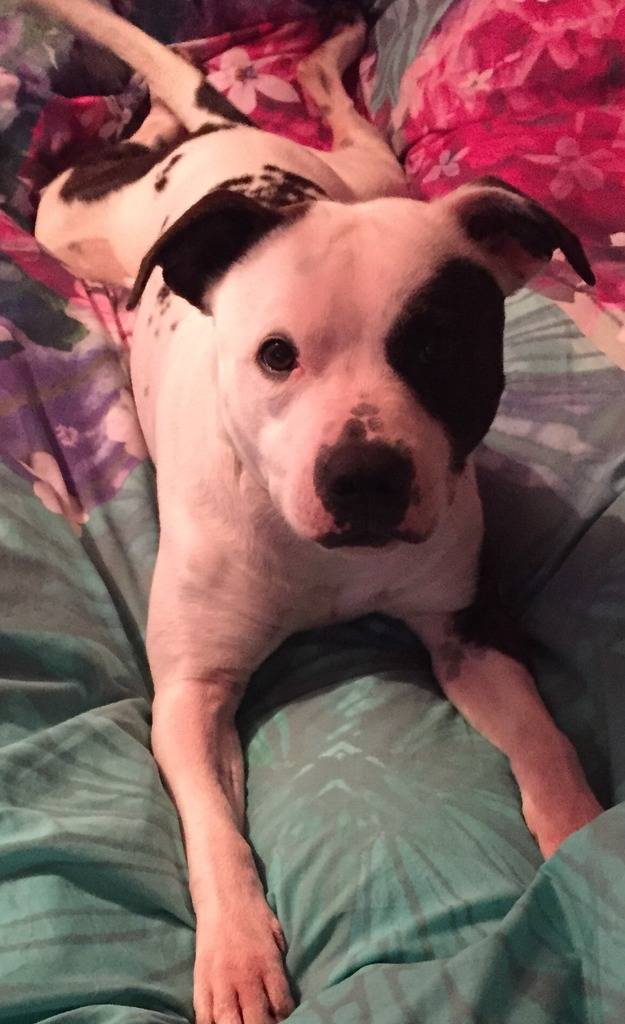 New Staffie Mum - Mines got gas Image_zpsbyxyqxbu