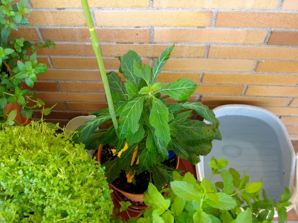 FOTOS DE MI SALVIA 97b21f5e