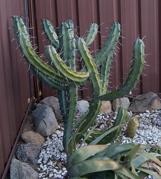 Myrtillocactus DSC01490_zpsd2aa3bc3