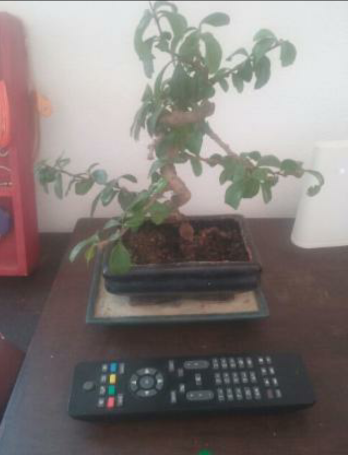 ¿A que especie pertenece este bonsai? Screenshot_2016-11-17-02-02-08_zpshhilyvic