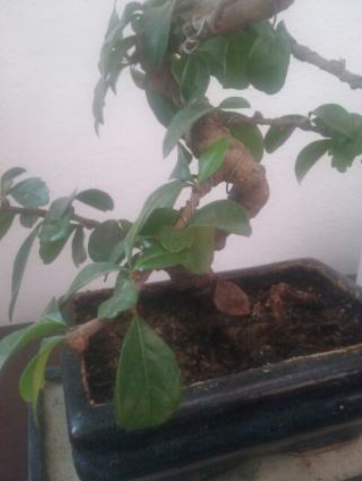 ¿A que especie pertenece este bonsai? Screenshot_2016-11-17-02-02-13_zpsw8j2wbtc