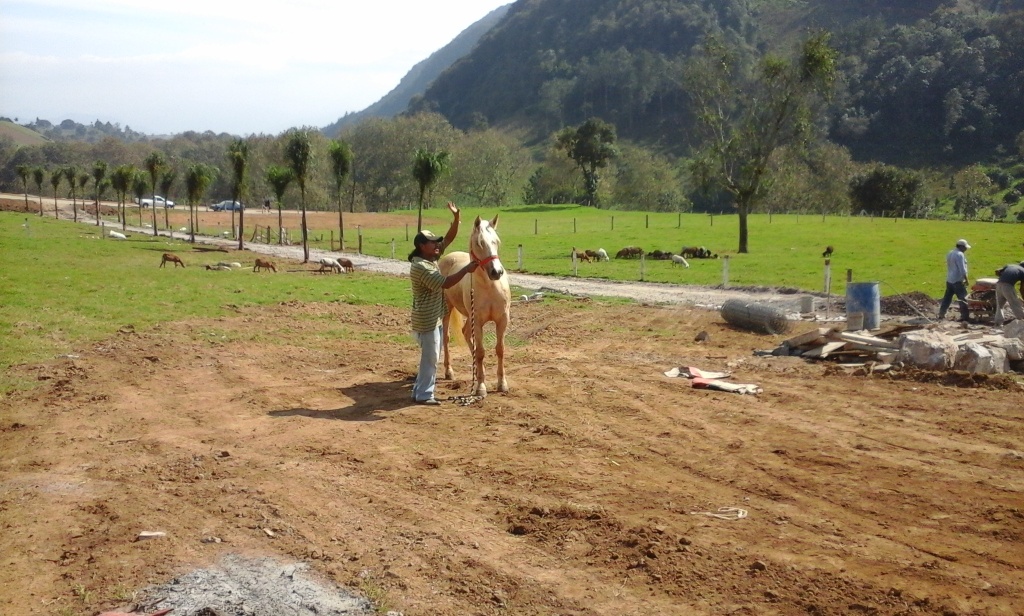 Los caballos y ponys de las montañas 20151230_132427