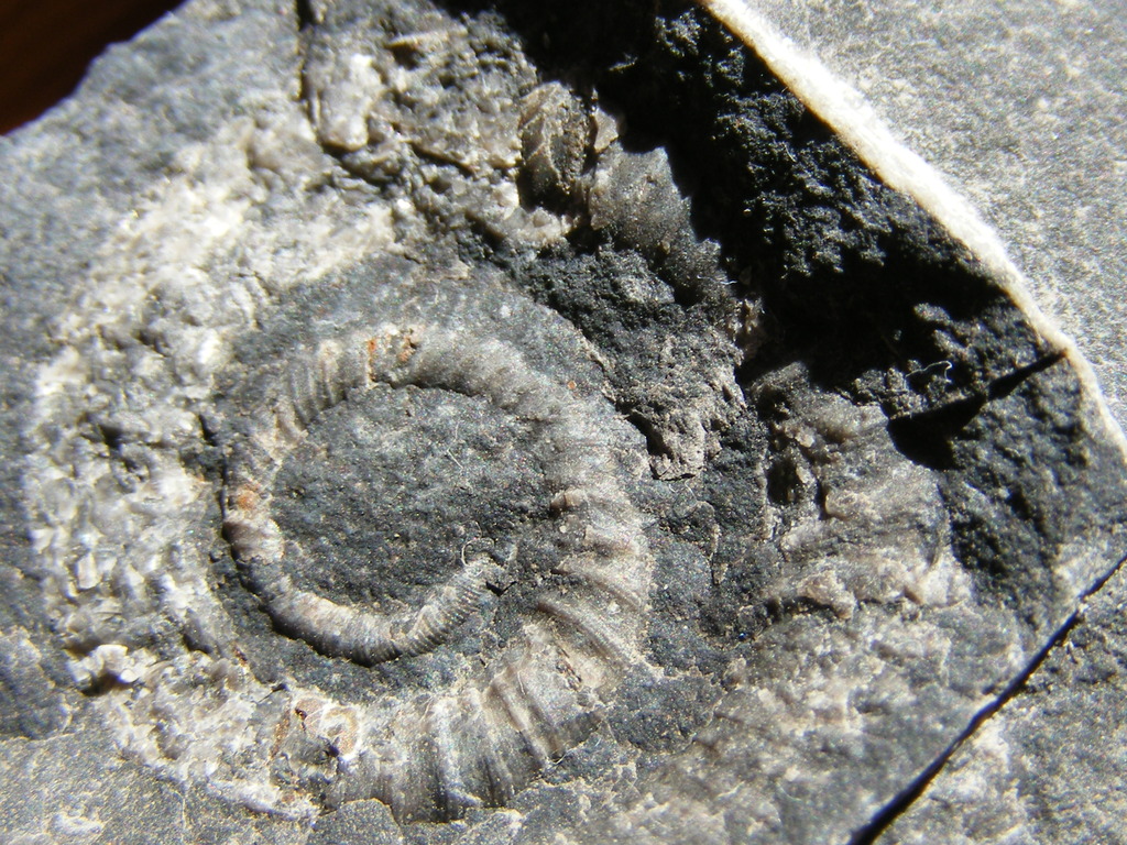 Ammonites en el Ordovícico inferior? No me cuadra! DSCF0233_zpsa0fyuqxi