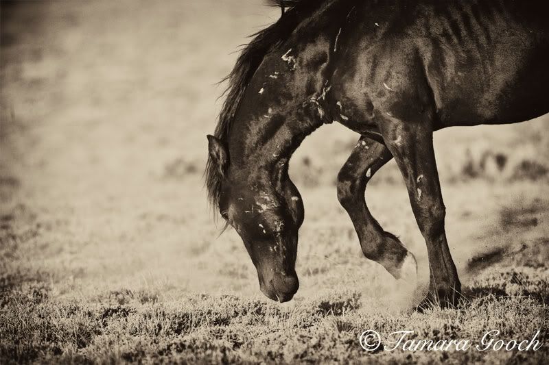 Gloaming bio Wild_Horse_Black_Stallion_Pawing_Photo_K3D0773