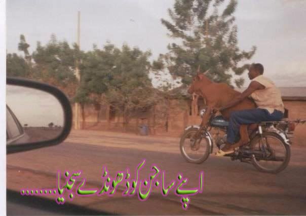 tooba...apnay dulhay ko dhoonday dulhanya :P Cow-on-Bike