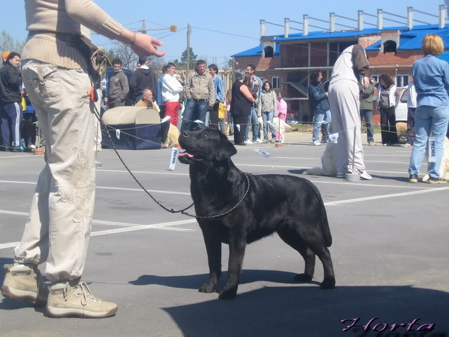 CACIB Jagodina 2008. CACIBJAG024