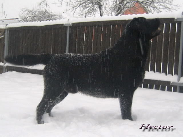 Black Beauty- labradors Hector20mes-1