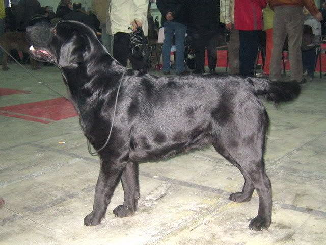 Black Beauty- labradors HectoriHorta001sss