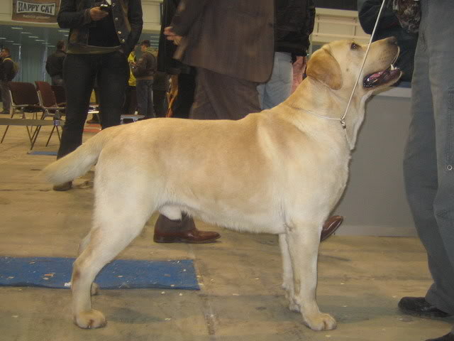 CACIB Beograd 2008. HectoriHorta007