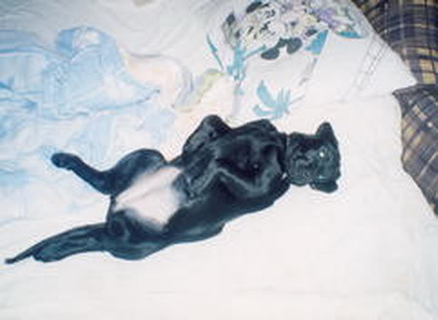 Black Beauty- labradors Scan0009s