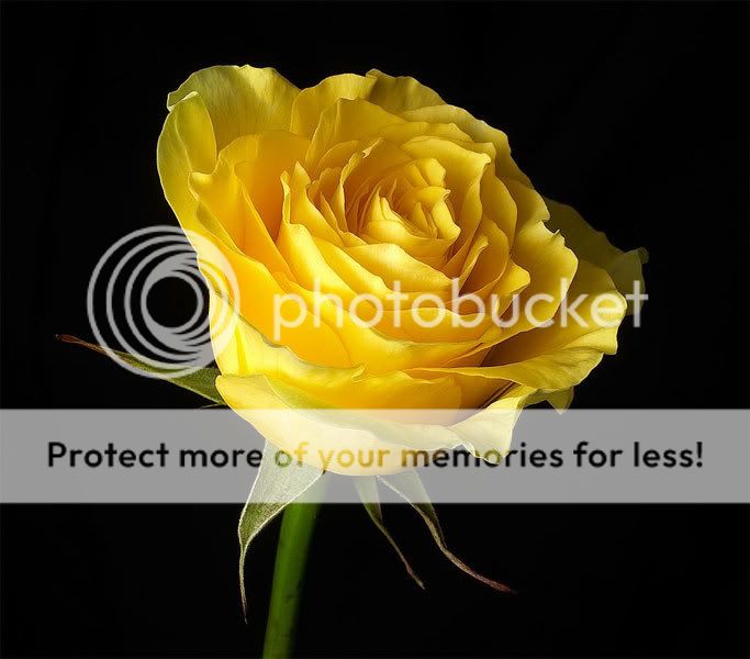 BU GLLER BENDEN BTANEME(GZELLN YANINDA HLER AMA...) Yellow-Rose-background