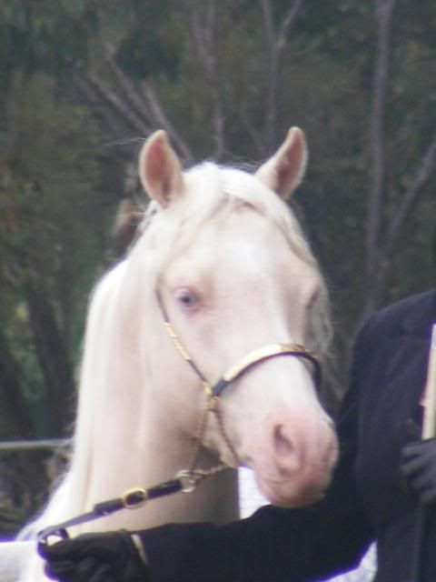 Show halters - Show us yours... DarlingRangeSpringBreed09820