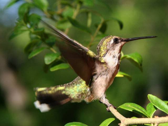 Allerlei  dierfoto's Femalerubythroat