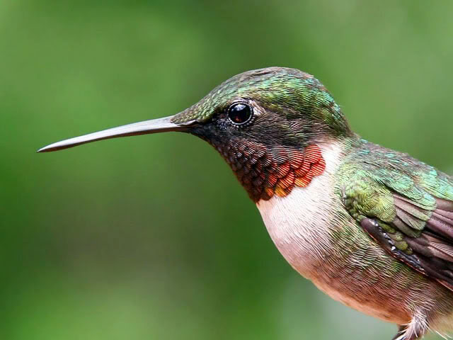 Allerlei  dierfoto's Hummingbird