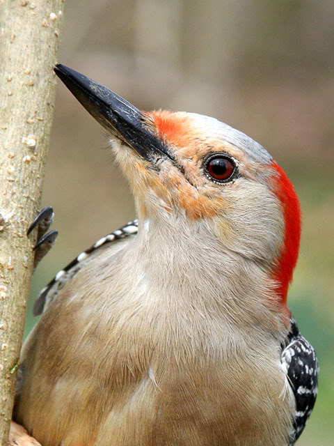 Allerlei  dierfoto's Redbelliedwoodpeckerforbucket