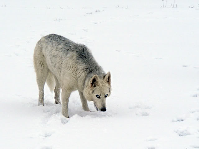 founder dogs of the NI, Ute and Tamaskan 0070x640