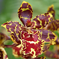 Orhideje Orchid