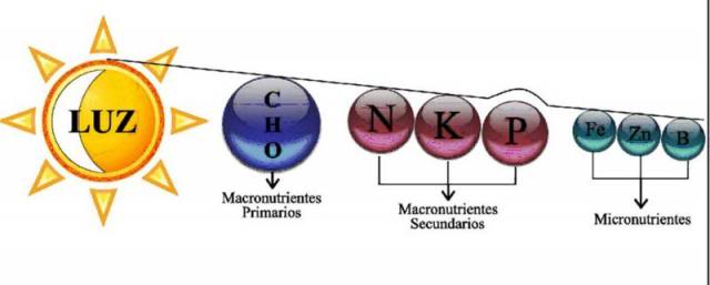 Déficit de nutrientes en las plantas 800px-Nutri3_zpsca8b957c