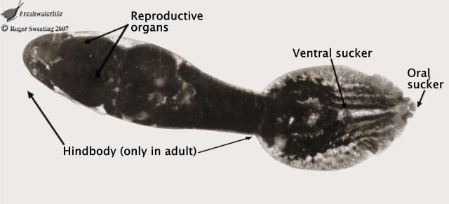 DIPLOSTOMOSIS Diplostomusadultofreshwaterlifeorg_zpse436c843