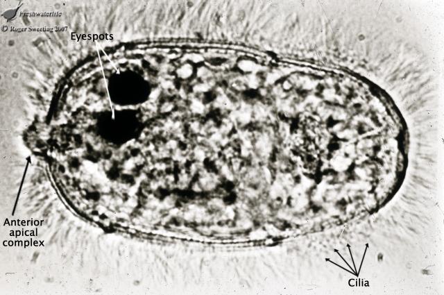 DIPLOSTOMOSIS Miracidiocaracolfreshwaterlifeorg_zps7508ae2d