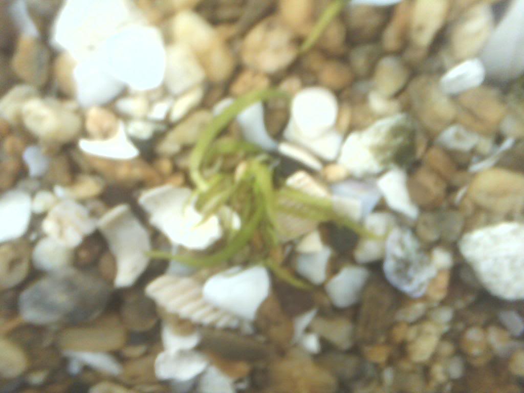 utricularia graminifolia IMG10334