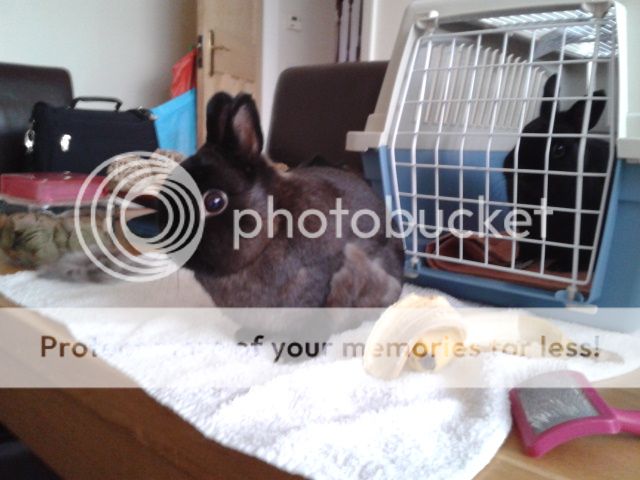 Welcome to marley n friends bunny salon! 2012-08-13183646