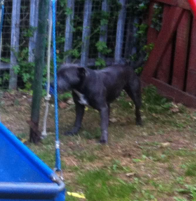 Blue staffy got ginger patches! Photo