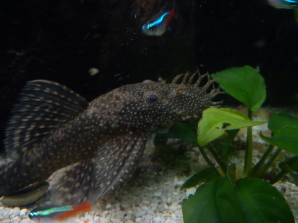 Please identify my Bristlenose DSC00420