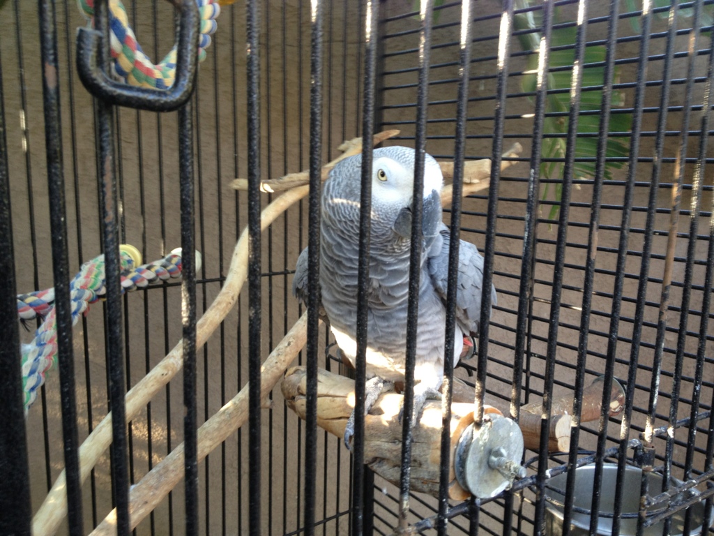 FS Male and female African Gray pair 0687BC53-A623-48E4-80CE-34AADAB9265A-183-000000162DDF8F45