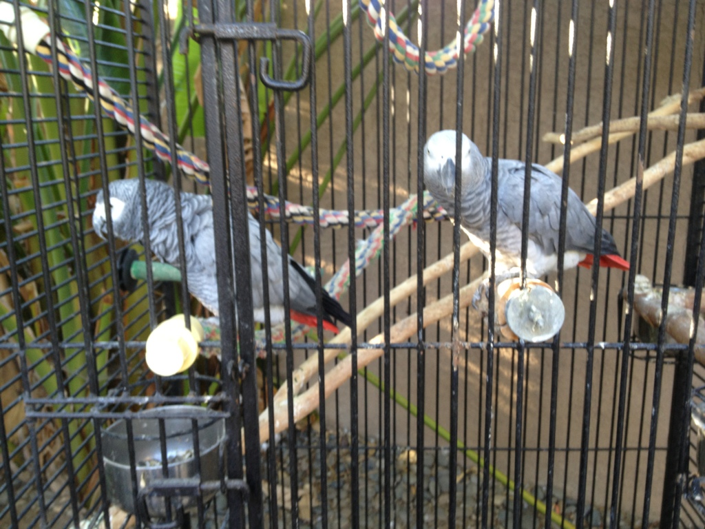 FS Male and female African Gray pair 861FEF43-7459-4B2A-A938-972BC44A35EF-183-000000163D8D558D