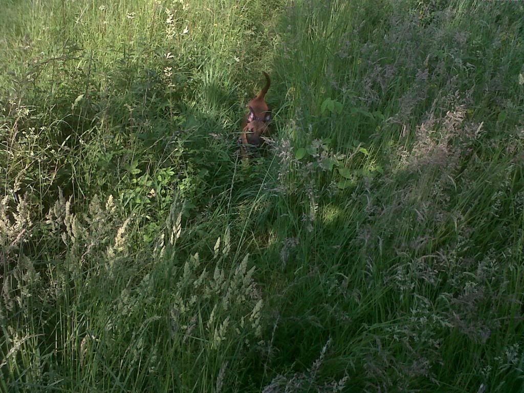 Blaze enjoying a walk and his first ever paddle lol with a little bit of hide and seek  IMG-20130705-00934_zps6f901c76