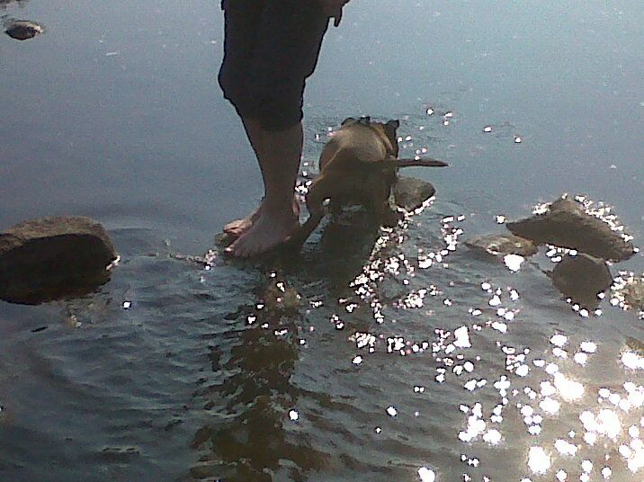 Blaze enjoying a walk and his first ever paddle lol with a little bit of hide and seek  IMG-20130705-00948_zpse8416c78