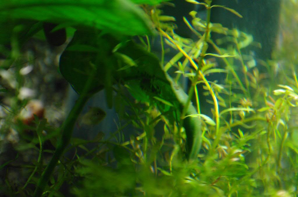 Mis nuevos gouramis pigmeos (Trichopsis pumila) SAM_7888_zps285b5009