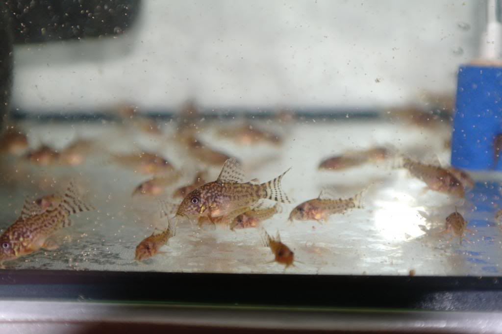 Criação de Corydoras sterbai - Página 2 SAM_8007_zps708cd09f