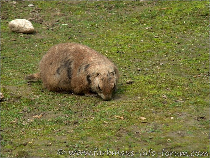 Besuch im Kölner Zoo HPIM1720_zpsqymgarim