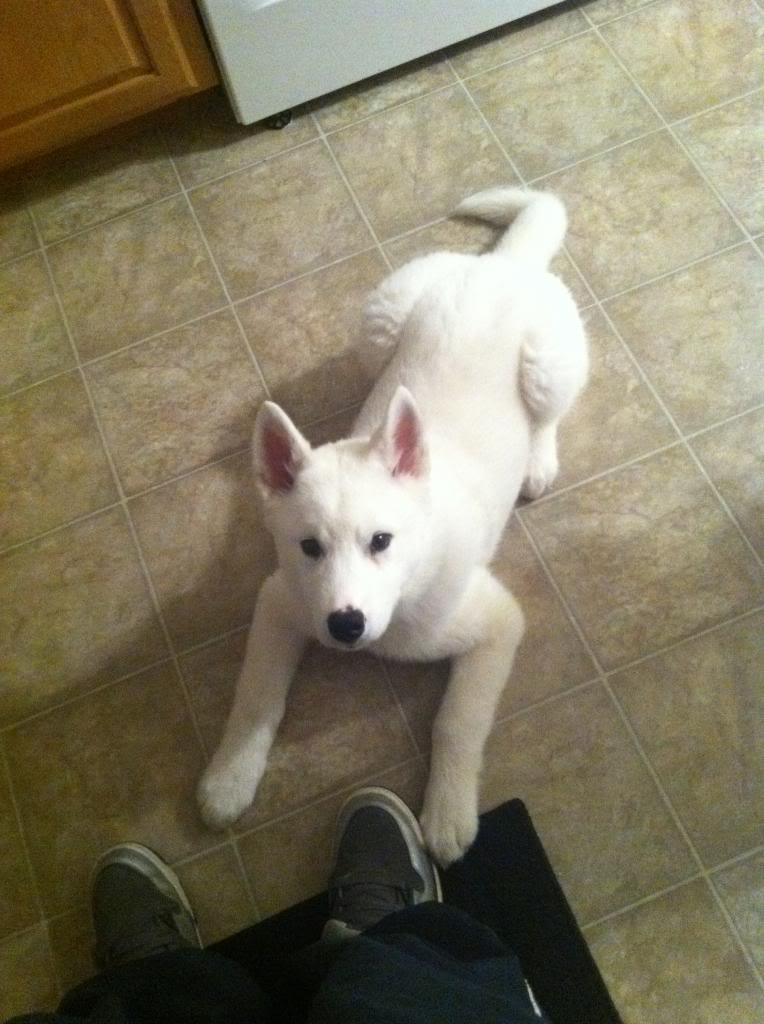Is My 5 Month All White Husky Mix
