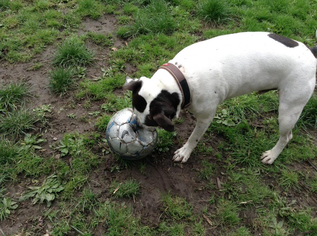 Staffies with balls - Page 3 Image_zps31116a14