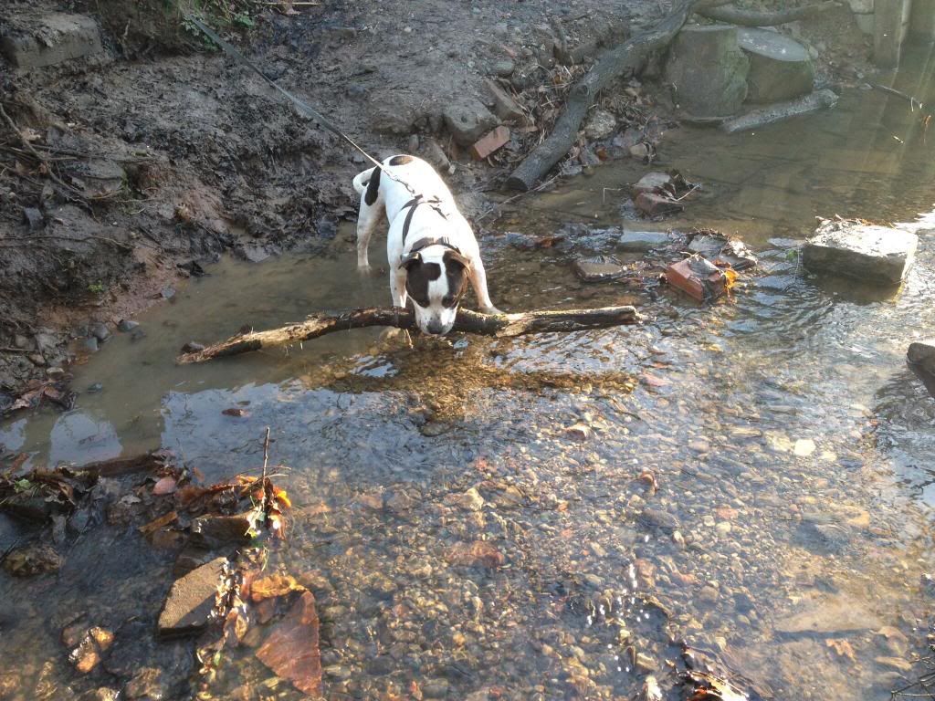 Today's muddy walk Image_zps4529306e