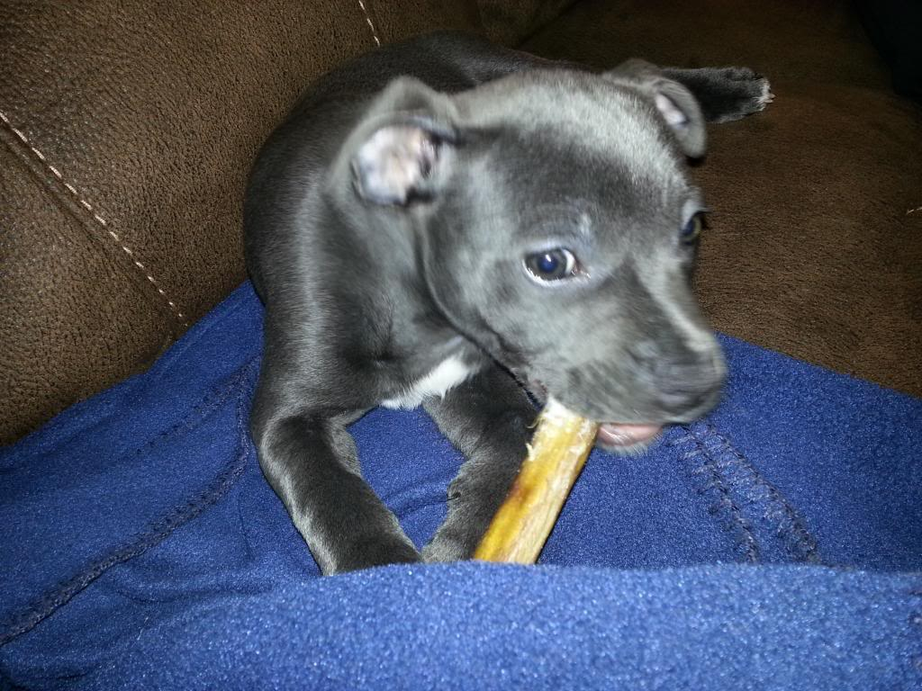 Meet Marley.... 2012-12-31213401_zpsfd5dd9fc