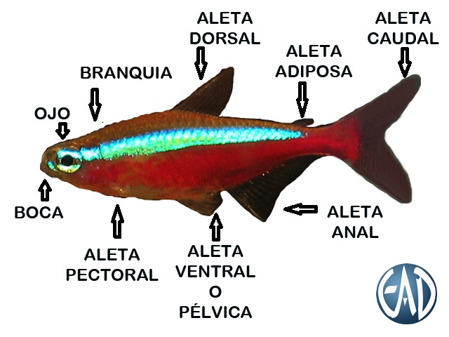 Paracheirodon Axelrodi,Tetra Cardenal o Neón Cardenal 03PezEjemplo-1_zps0ae2fa68