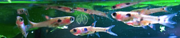 Boraras maculatus , Rasbora pigmea CIMG4917_zps03dfc384