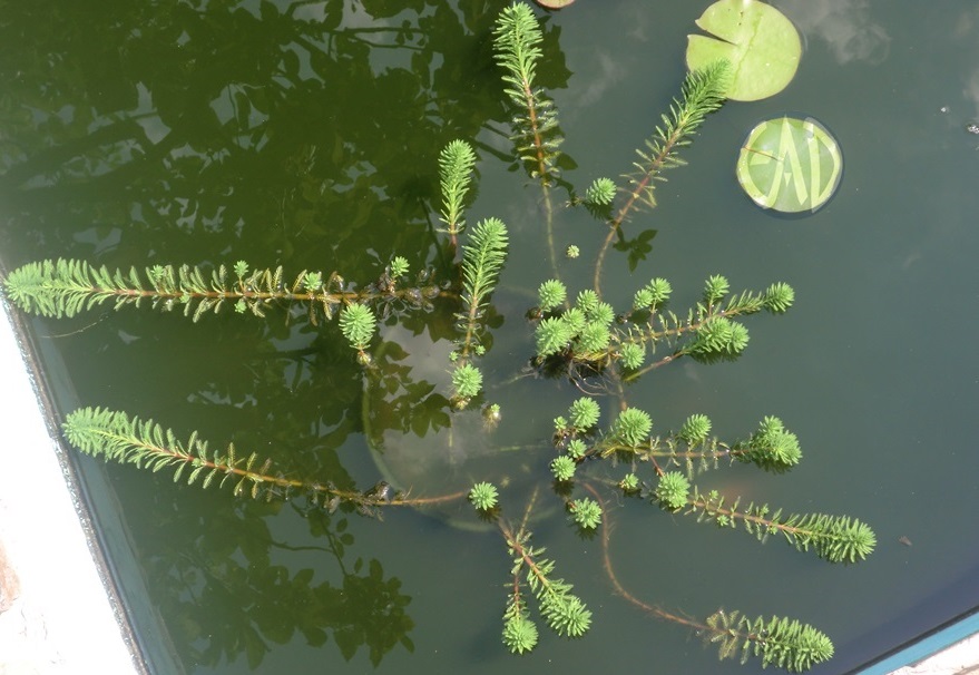 Myriophillum aquaticum, Milhojas acuáticas CIMG5392_zps6907609a