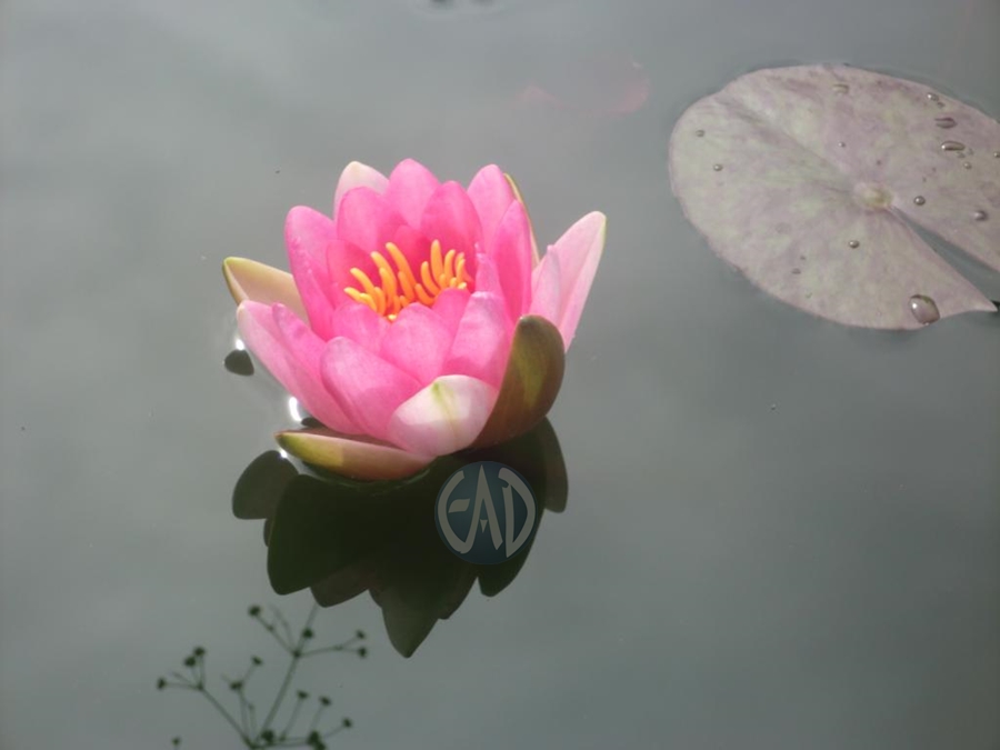 Nymphaea Fabiola  CIMG5505_zpsf368f1c3