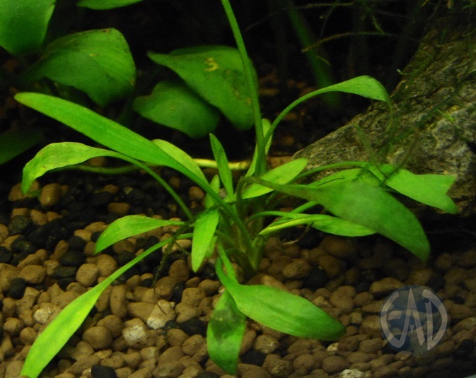 Cryptocoryne parva DSC01867_zps7d02e74e