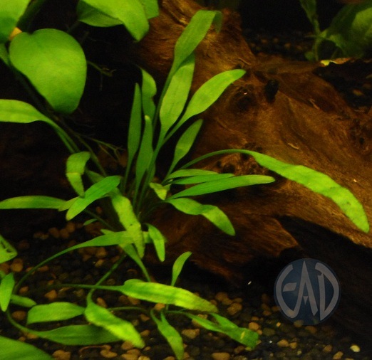 Cryptocoryne parva DSC01907_zps92a121d0