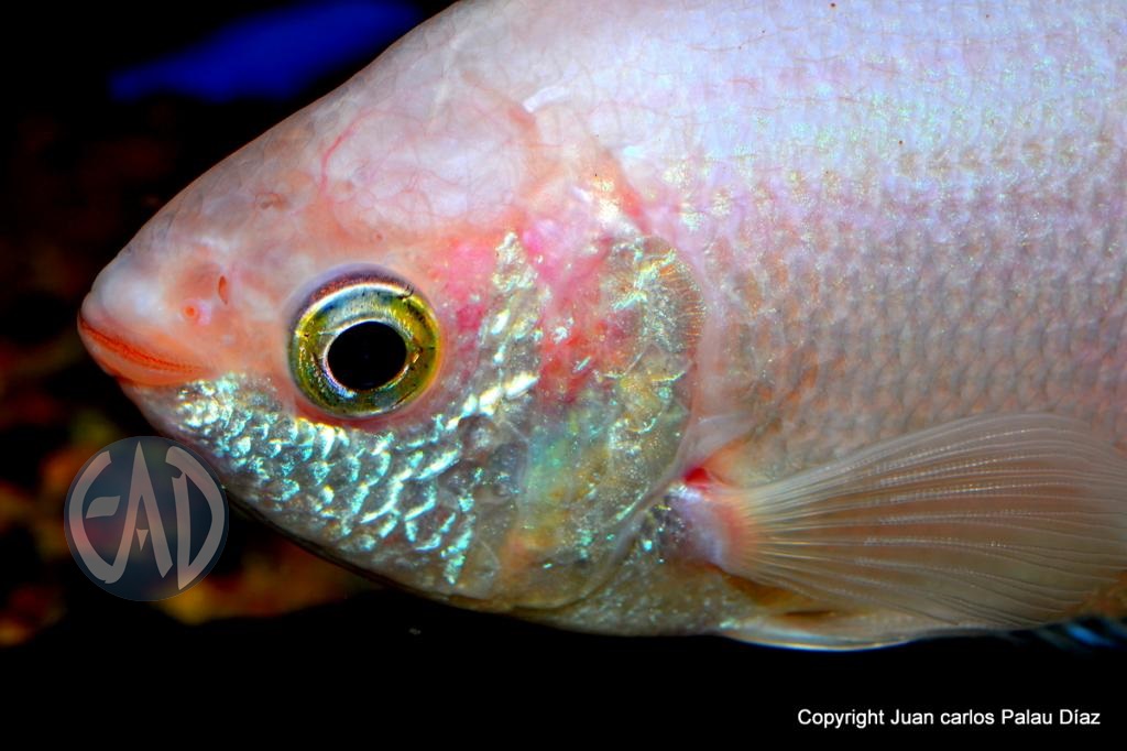  Gurami besador (Helostoma temmincki) DSC_1682-001_zps5fcb0fb2