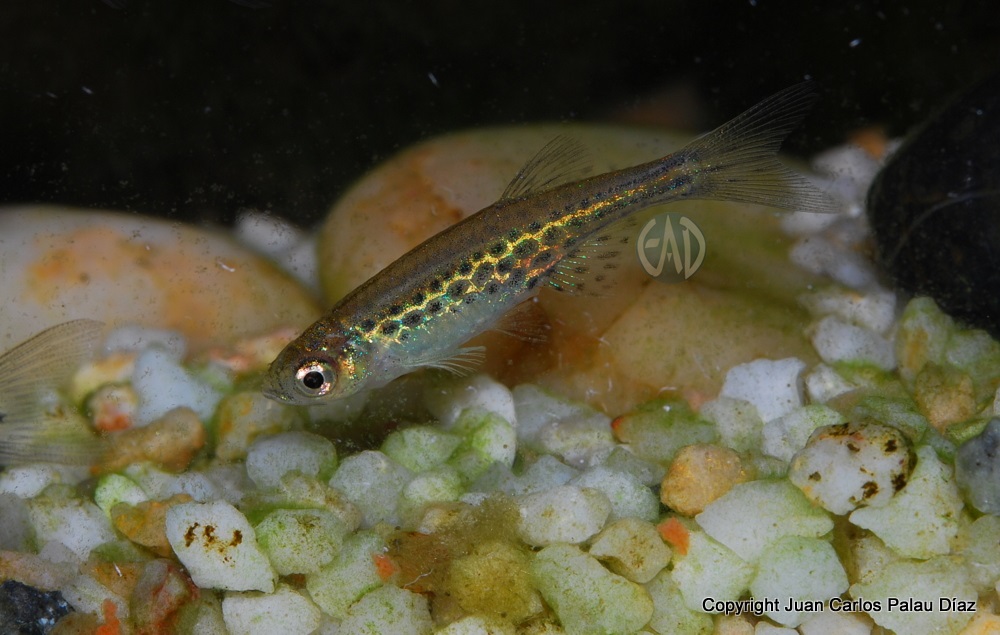 Danio tinwini , Danio Anillo de Oro DSC_5182_zpsc2e06c7d